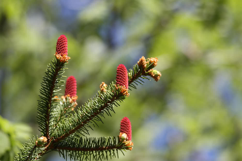 Die besten Naturphotos: Fichtenblüte