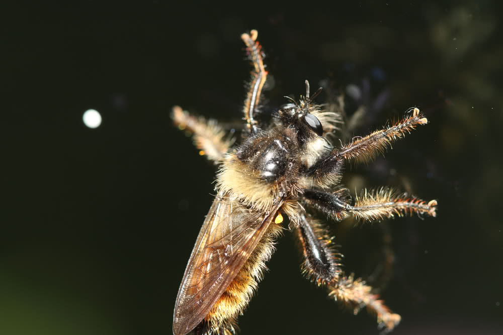 Die besten Naturphotos: Wildbiene