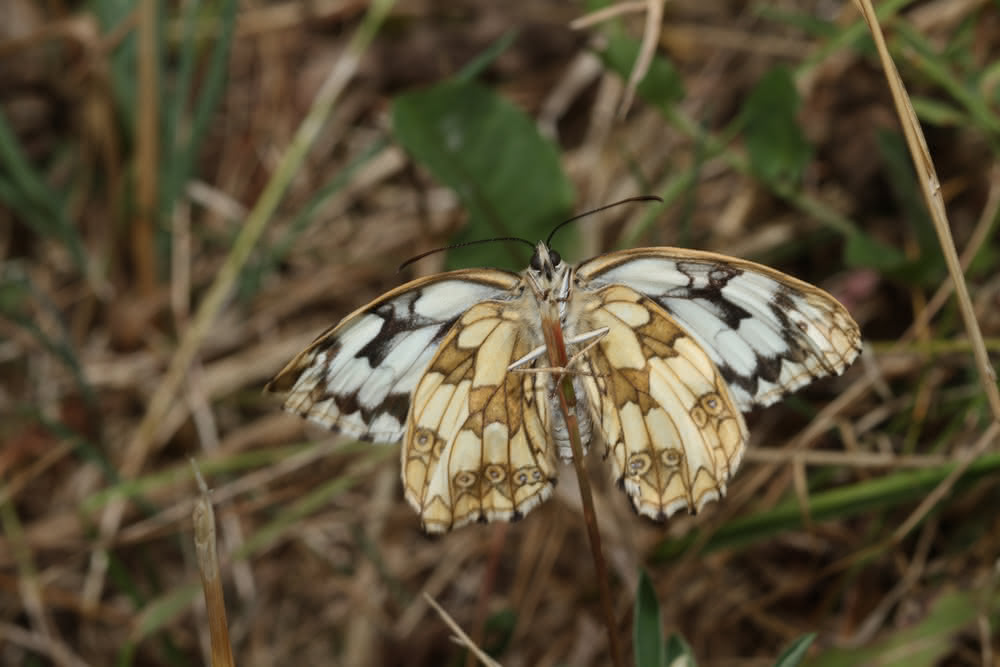 Die besten Naturphotos: Schachbrettfalter