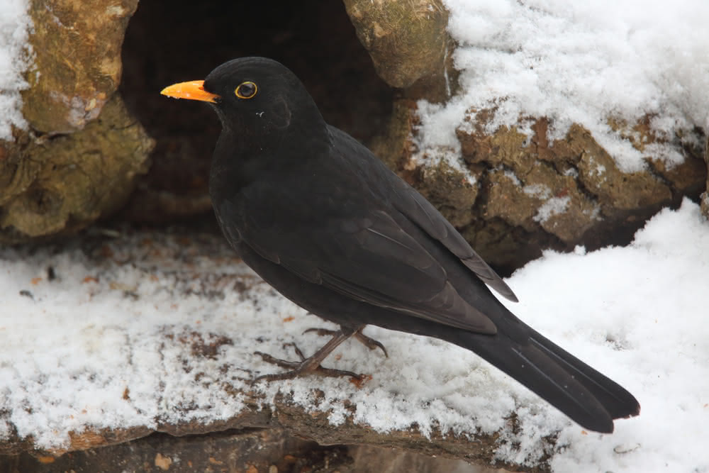 Die besten Naturphotos: Amsel