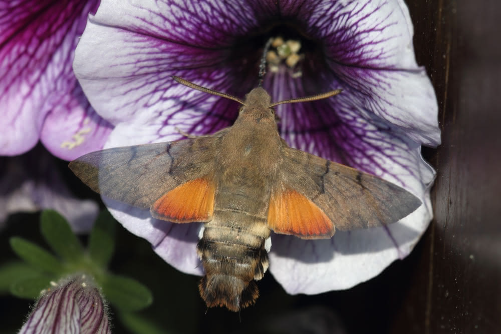 Die besten Naturphotos: Taubenschwänzchen