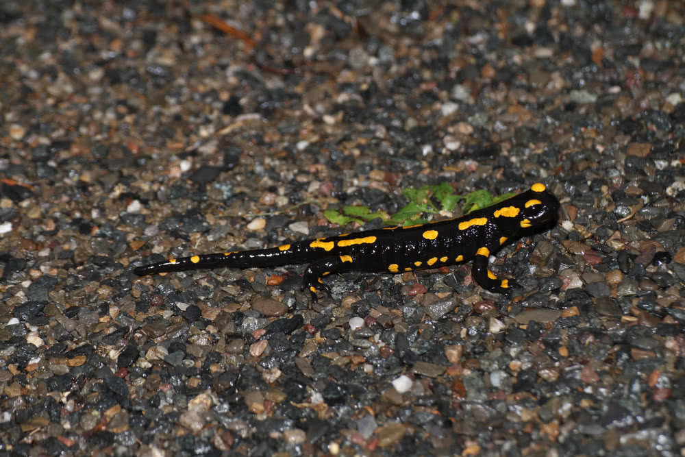 Die besten Naturphotos: Feuersalamander