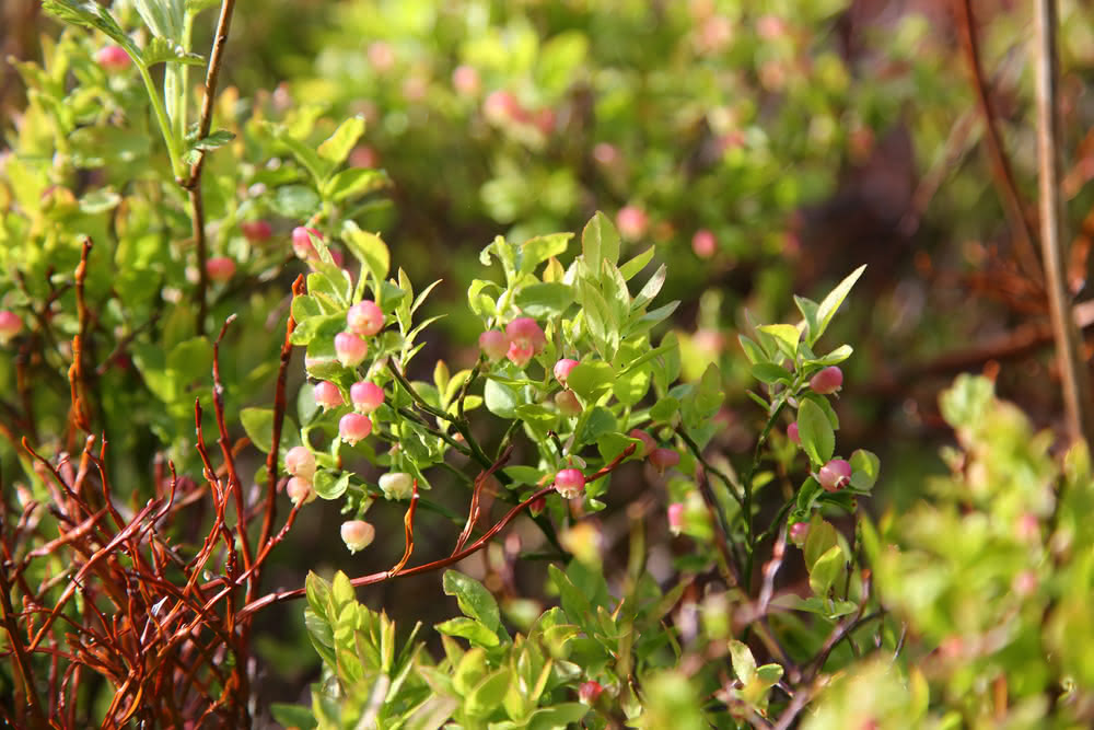 Die besten Naturphotos: Heidelbeeren