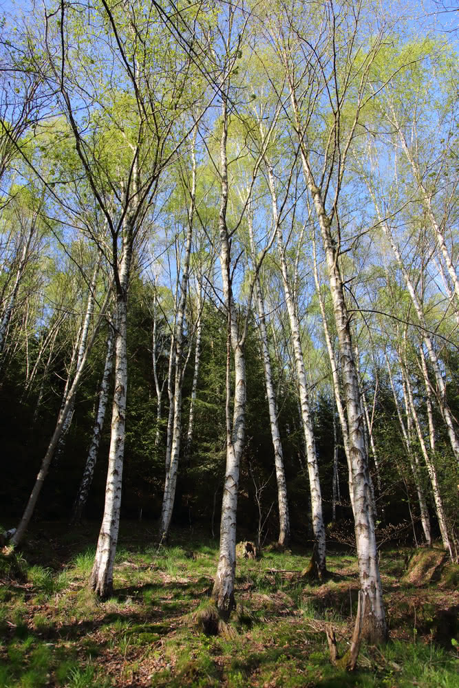 Die besten Naturphotos:Birken im Frühling, Altenau