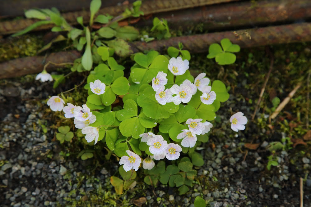 Die besten Naturphotos: Waldsauerklee