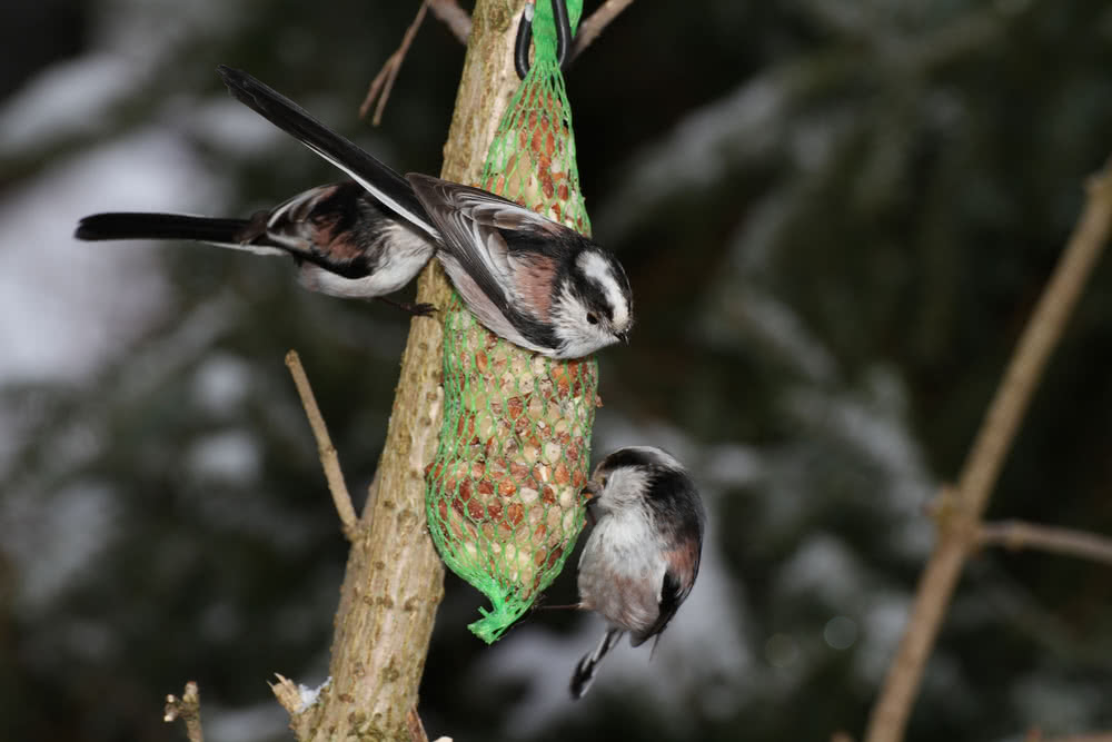 Die besten Naturphotos:Schwanzmeisen