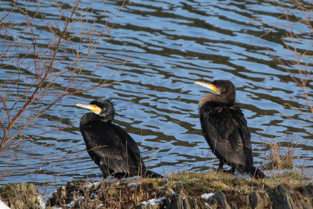 Die besten Naturphotos: Kormorane an der Okertalsperre