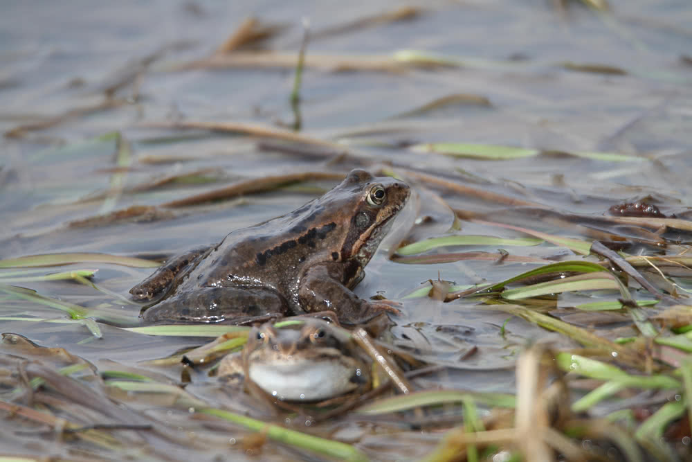 Die besten Naturphotos: Grasfrosch