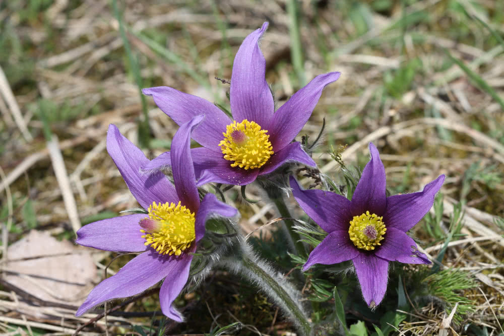 Die besten Naturphotos:  Kuhschelle, Pulsatilla vulgaris