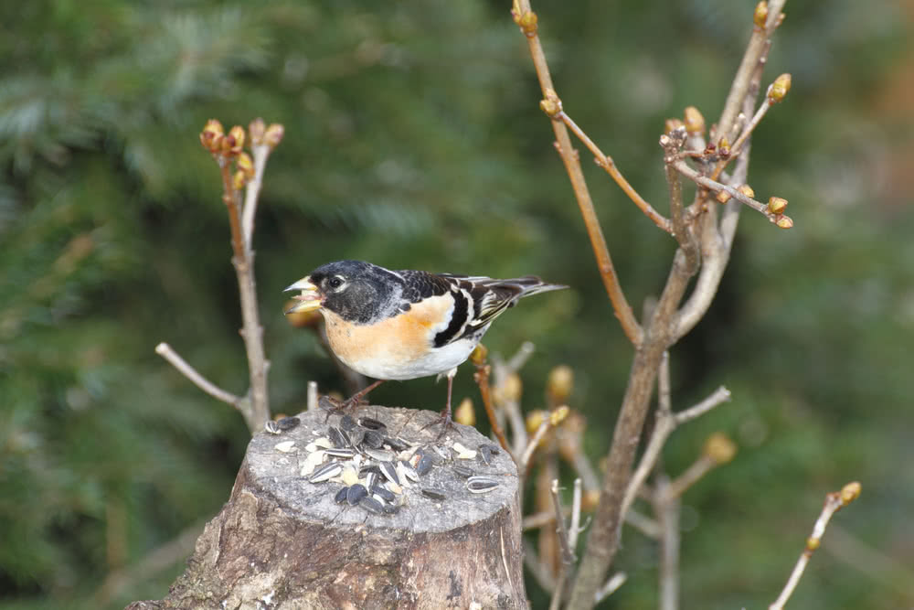 Die besten Naturphotos:Bergfink