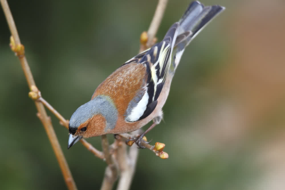 Die besten Naturphotos: Buchfink