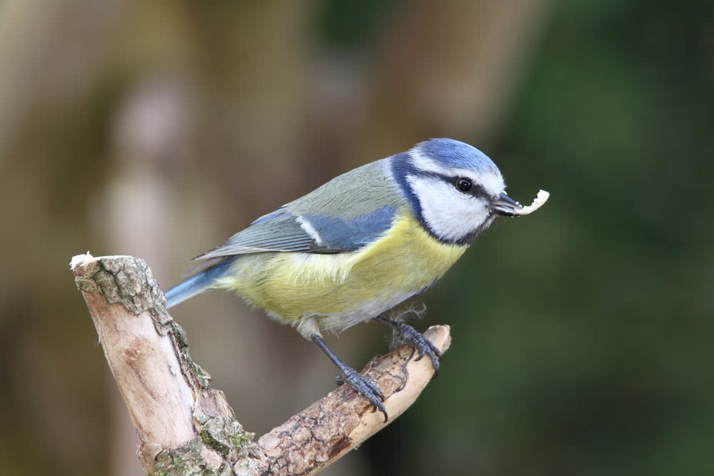 Die besten Naturphotos: Blaumeise, Altenau