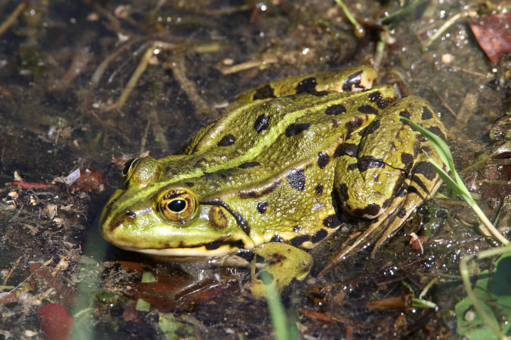 Die besten Naturphotos: Teichfrosch