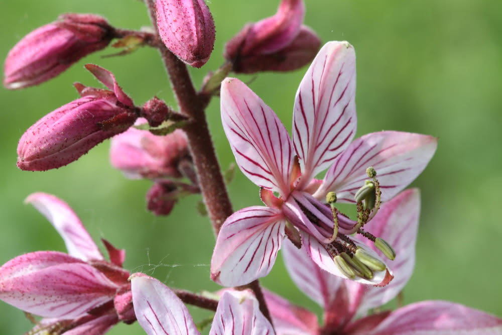 Die besten Naturphotos: Diptam