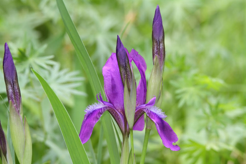 Die besten Naturphotos: Nachtstängelschwert-Lilie, Iris aphylla