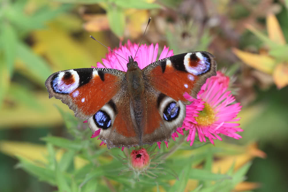 Die besten Naturphotos: Tagpfauenauge