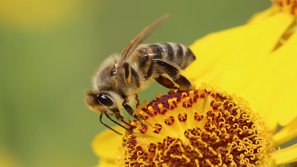 Die besten Naturphotos 2019