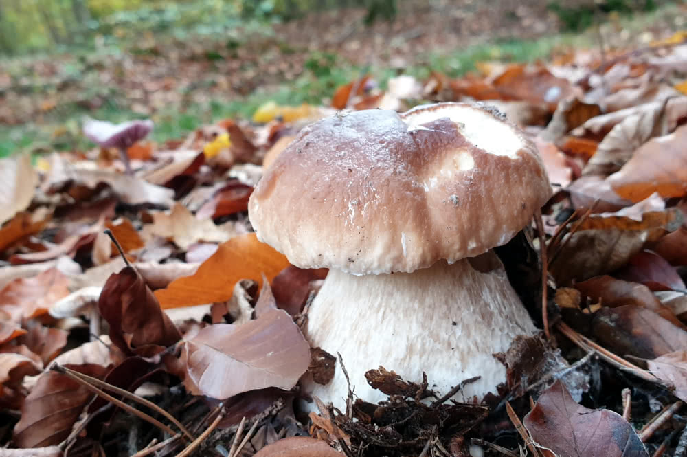 Die besten Naturphotos: Steinpilz