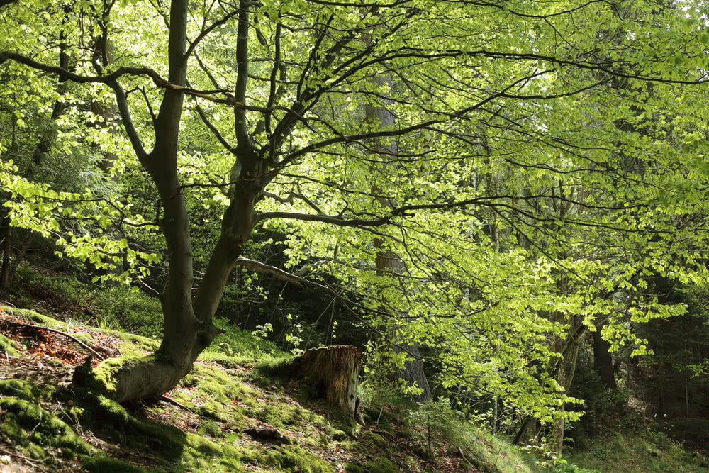 Die besten Naturphotos: Rotbuche