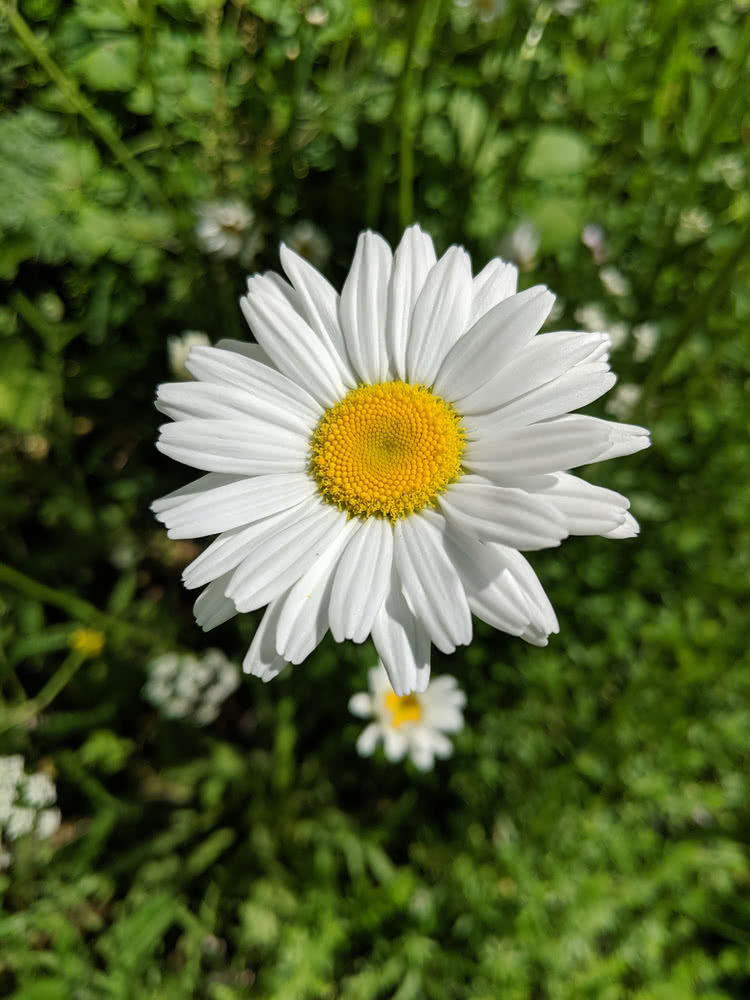 Die besten Naturphotos: Margherite