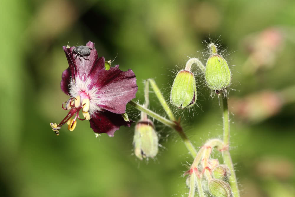 Die besten Naturphotos: Storchschnabel