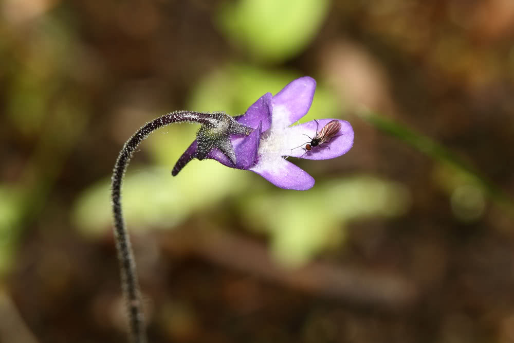 Die besten Naturphotos: 