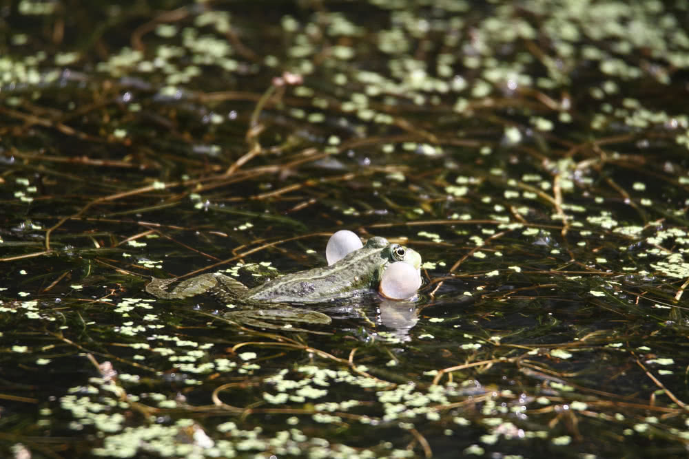 Die besten Naturphotos: Teichfrosch