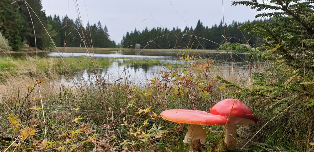 Die besten Naturphotos: Fliegenpilze