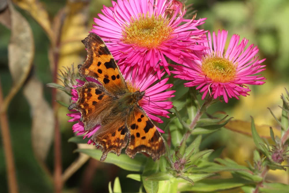 Die besten Naturphotos: C-Falter