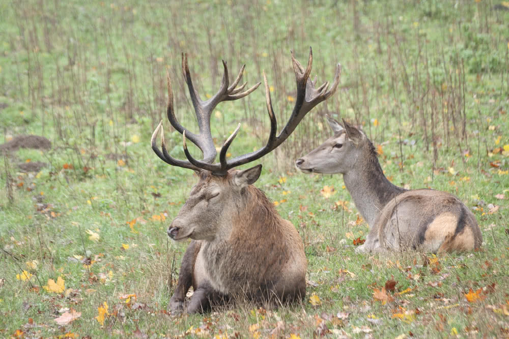 Die besten Naturphotos: Rothirsch