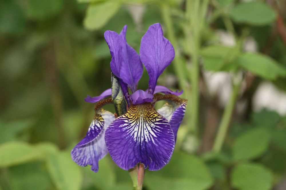 Die besten Naturphotos: Iris sibirica