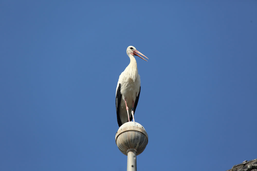 Die besten Naturphotos: Storch