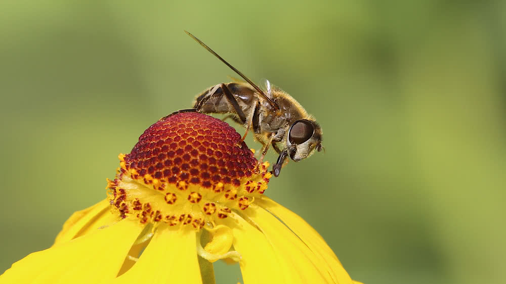 Die besten Naturphotos: befruchtende Fliege