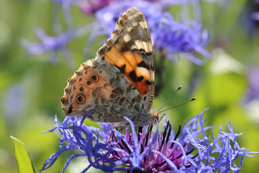 Die besten Naturphotos: