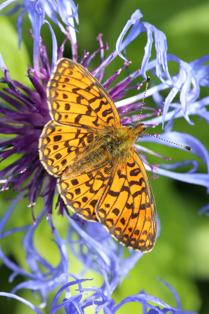 Die besten Naturphotos: Großer Perlmutterfalter