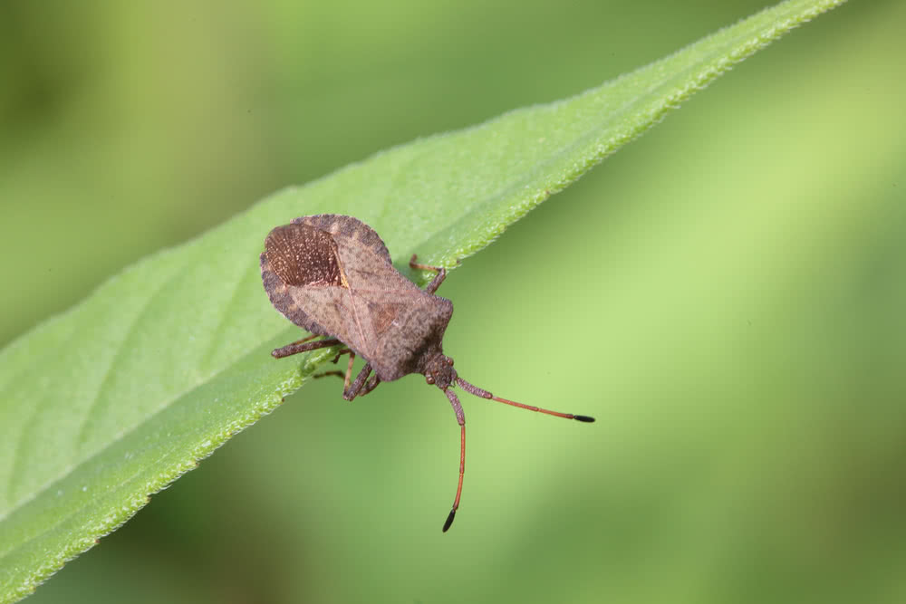 Die besten Naturphotos: Lederwanze