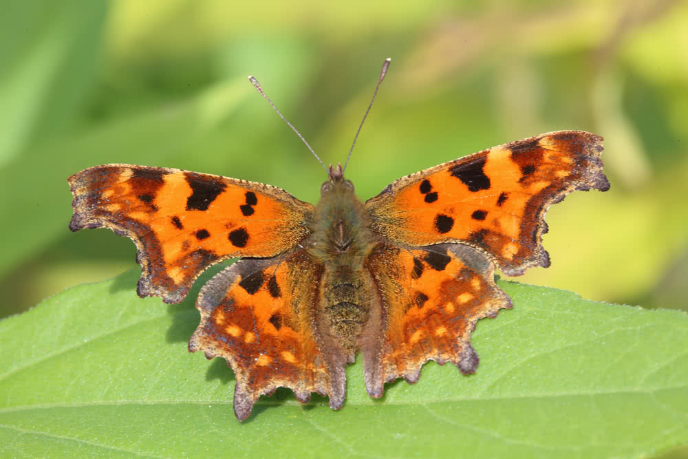 Die besten Naturphotos: C-Falter