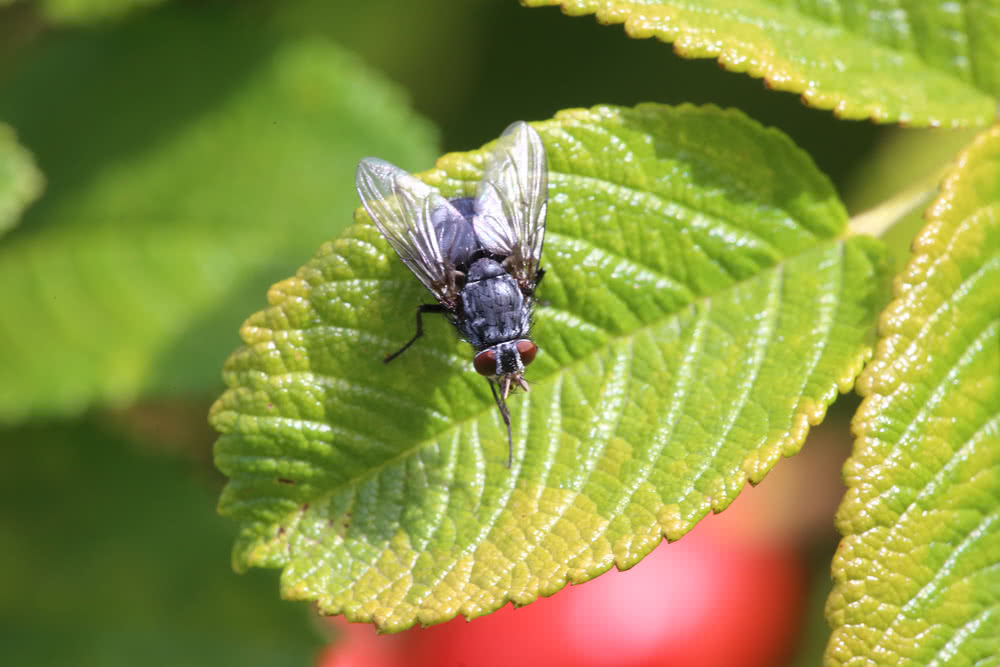 Die besten Naturphotos: Fliege