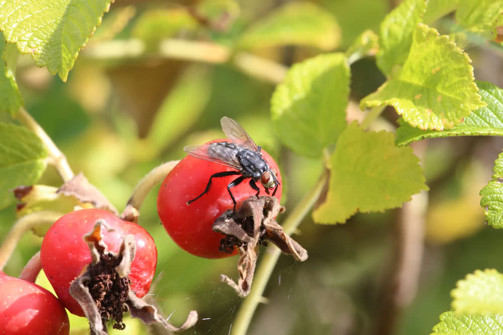 Die besten Naturphotos: Graue Fleischfliege