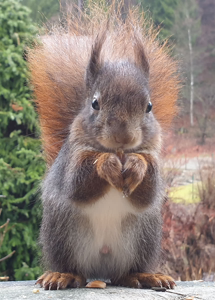 Die besten Naturphotos: Eichhörnchen