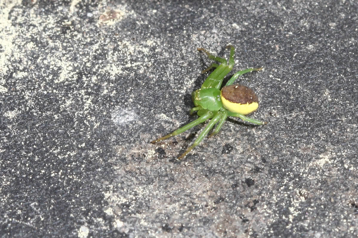 Die besten Naturphotos: Diaea dorsata (Krabbenspinne)