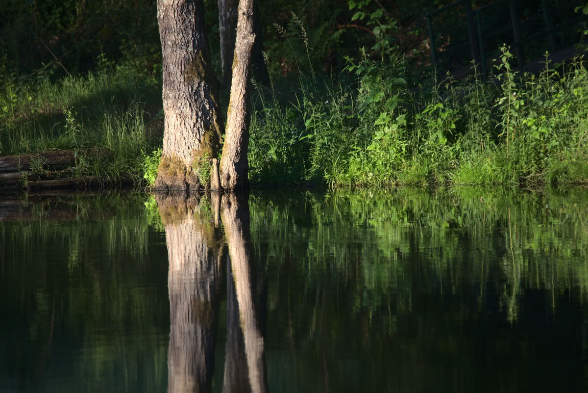 Die besten Naturphotos: Spiegelung im Harzer Teich