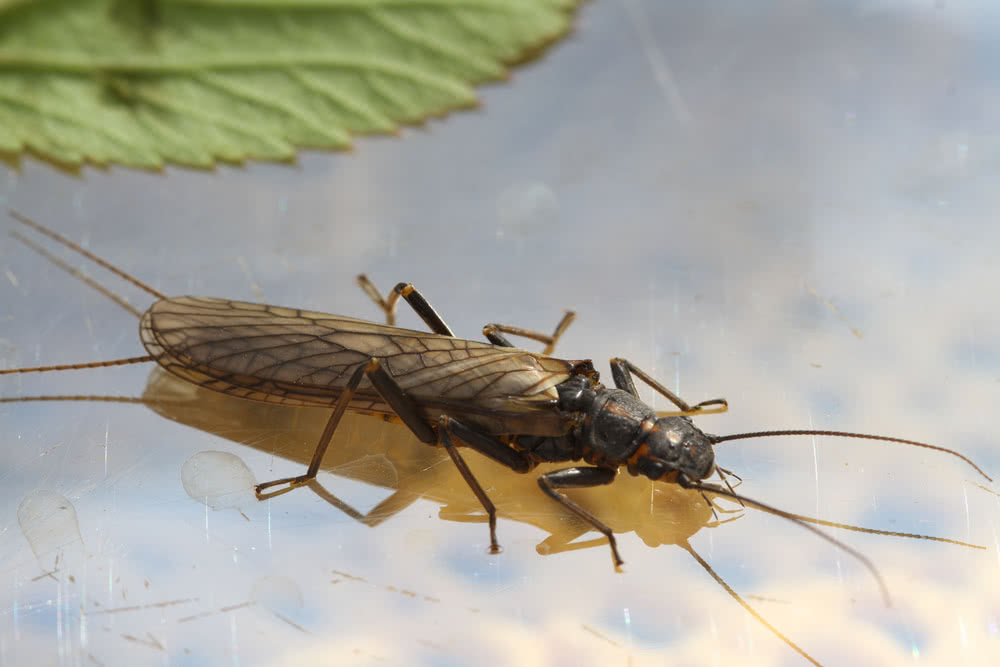 Die besten Naturphotos: Steinfliege