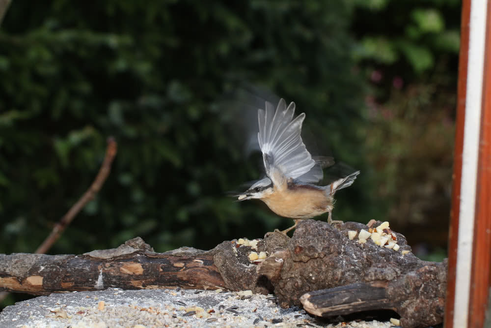 Die besten Naturphotos: Kleiber