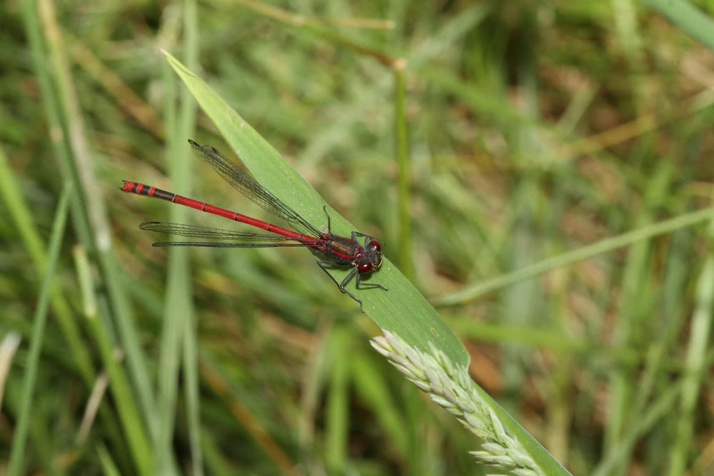 Die besten Naturphotos: Blutrote Heidelibelle