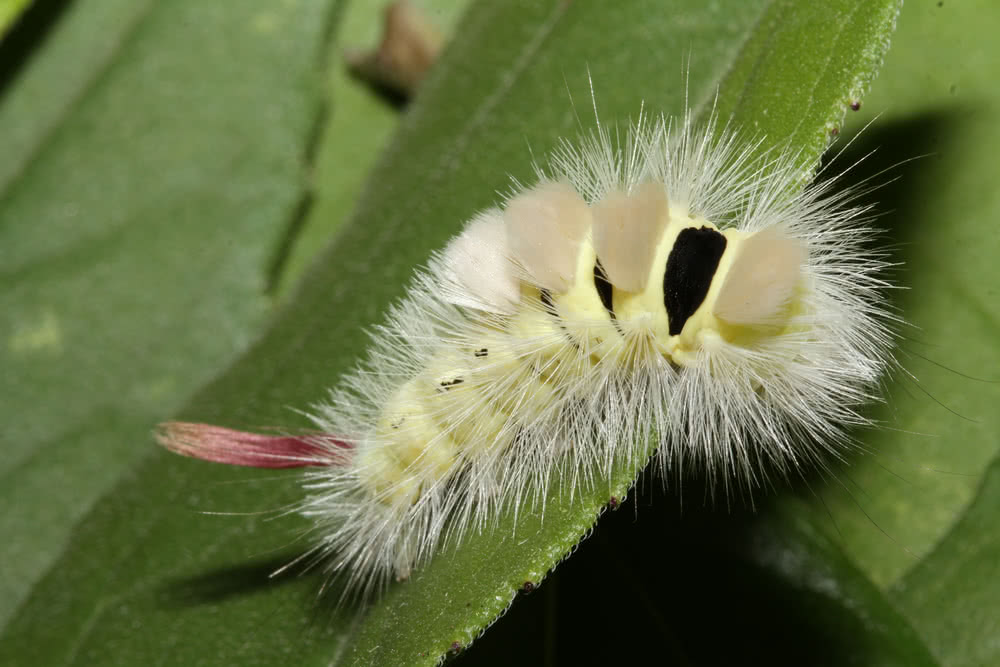 Die besten Naturphotos: Buchenrotschwanz (Raupe)