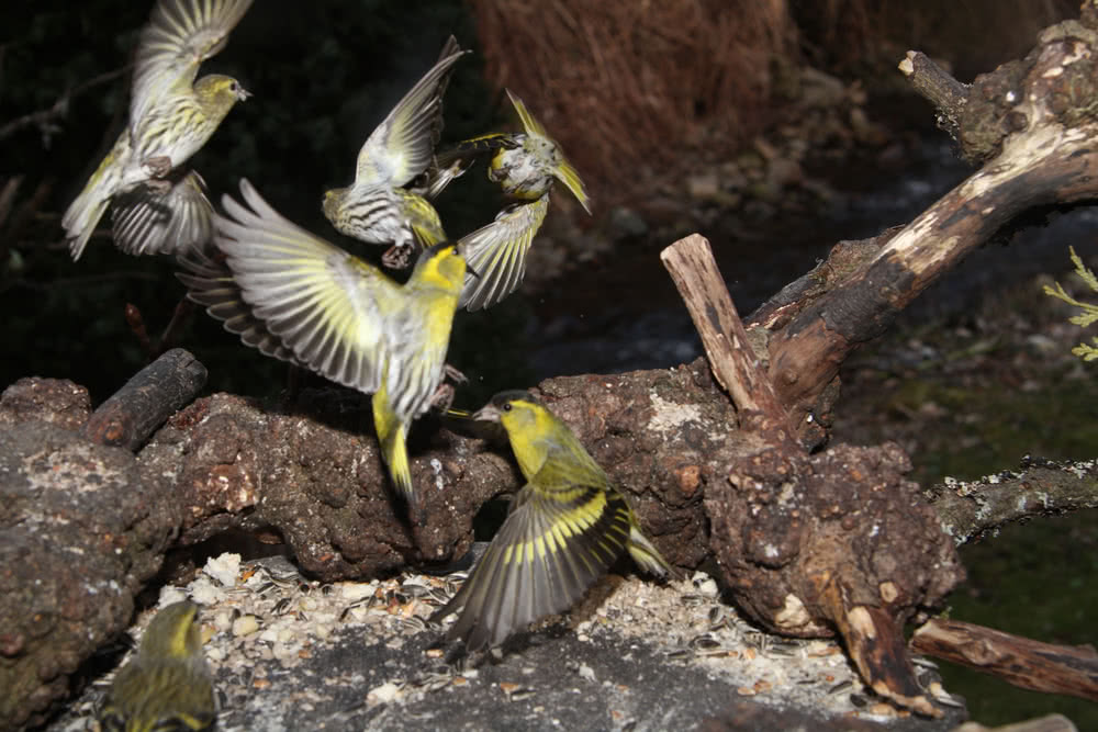 Die besten Naturphotos: Erlenzeisige beim Kampf