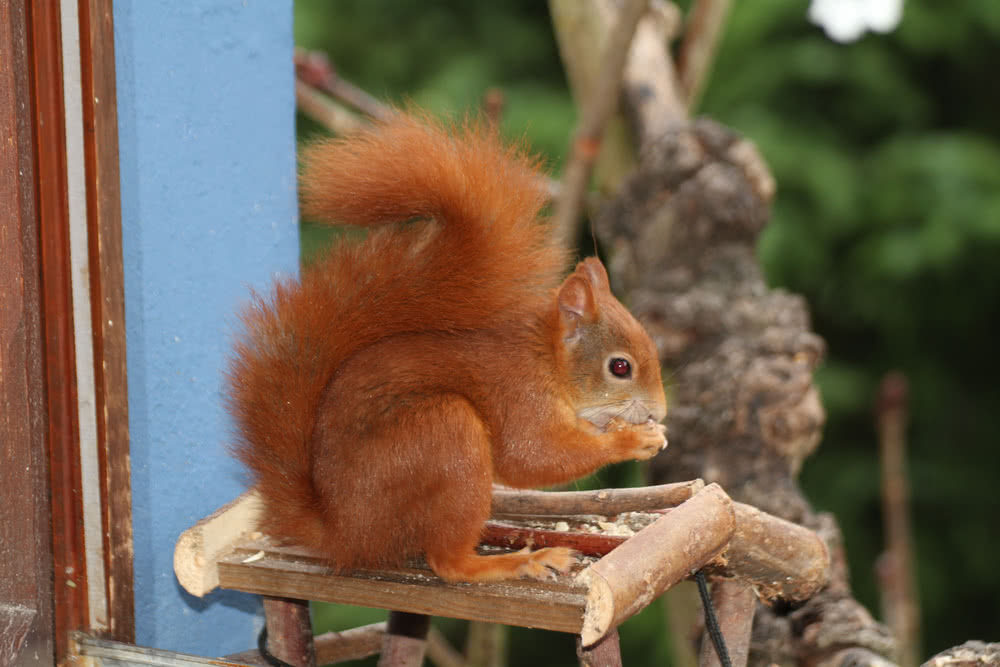 Die besten Naturphotos: rotbraunes Eichhörnchen