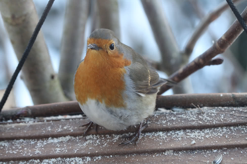 Die besten Naturphotos: Rotkehlchen