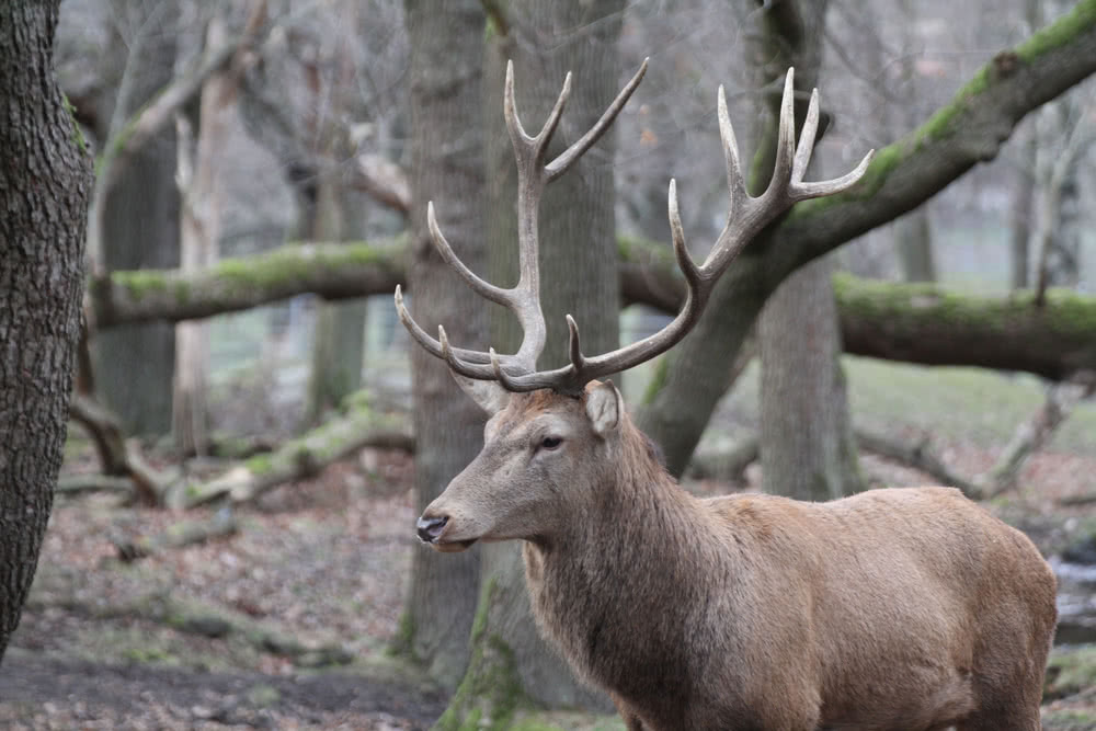 Die besten Naturphotos: Rothirsch